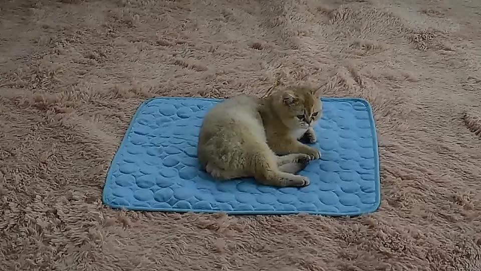 Dog Cool Pad Cushion Fabric Mat