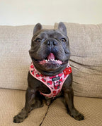 Strawberry Fields - Adjustable Dog Harness