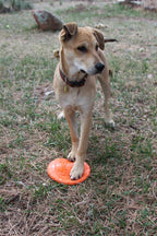Bottle Top Flyer Rubber Frisbee for Dogs | Orange | Vet Approved | USA Made